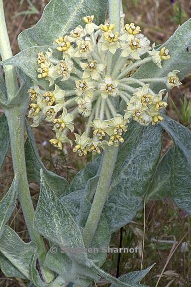 asclepias vestita 4 graphic